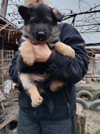 Продається цуценя від чистокровних батьків німецької вівчарки. Хлопчик.  1.5 міс. . фото 4