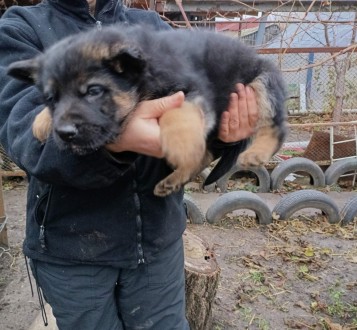 Продається цуценя від чистокровних батьків німецької вівчарки. Хлопчик.  1.5 міс. . фото 6