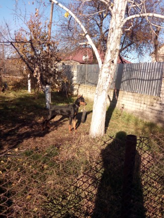 Продается Доберман,кобель, 9мес. (питомник) с родословной, есть паспорт. комуни. Одесса. фото 1 Продается Доберман,кобель, 9мес. (питомник) с родословной, есть паспорт. комуни. Одесса. фото 1