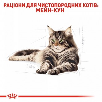 Royal Canin Maine Coon Adult - повнораціонний сухий корм для дорослих котів поро. . фото 5