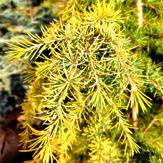 Кедр гималайский Голд Каскад (Cedrus deod. 'Gold Cascade') – это роскошное хвойн. . фото 5