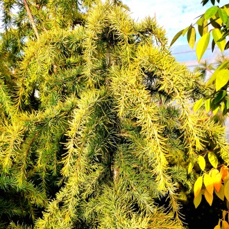 Кедр гималайский Голд Каскад (Cedrus deod. 'Gold Cascade') – это роскошное хвойн. . фото 3