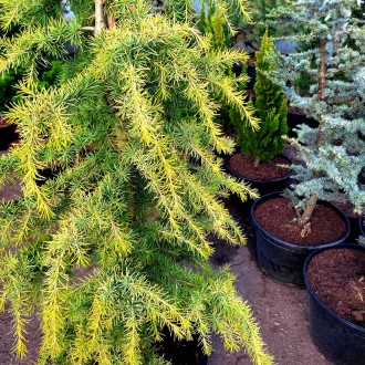 Кедр гималайский Голд Каскад (Cedrus deod. 'Gold Cascade') – это роскошное хвойн. . фото 6