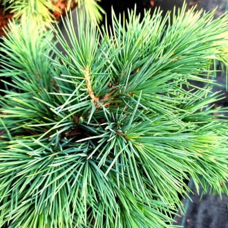 Кедр ливанский Хеджхог (Cedrus libani 'Hedgehog') – это карликовый, компактный с. . фото 6