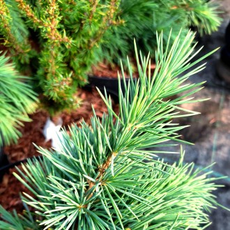 Кедр ливанский Хеджхог (Cedrus libani 'Hedgehog') – это карликовый, компактный с. . фото 4