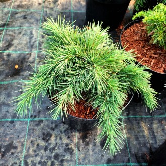 Кедр ливанский Хеджхог (Cedrus libani 'Hedgehog') – это карликовый, компактный с. . фото 3