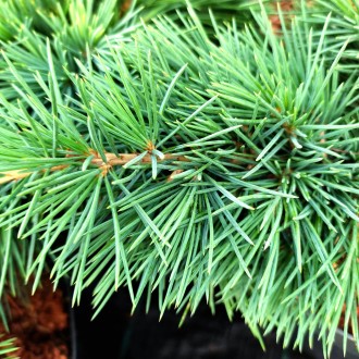 Кедр ливанский Хеджхог (Cedrus libani 'Hedgehog') – это карликовый, компактный с. . фото 5