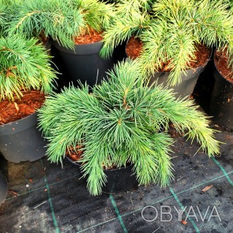 Кедр ливанский Хеджхог (Cedrus libani 'Hedgehog') – это карликовый, компактный с. . фото 1