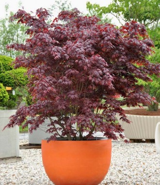 Клен японский Блудгуд (Acer palmatum 'Bloodgood') — популярный сорт японского кл. . фото 4