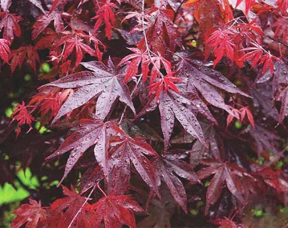 Клен японский Блудгуд (Acer palmatum 'Bloodgood') — популярный сорт японского кл. . фото 6