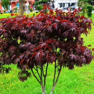 Клен японский Блудгуд (Acer palmatum 'Bloodgood') — популярный сорт японского кл. . фото 2