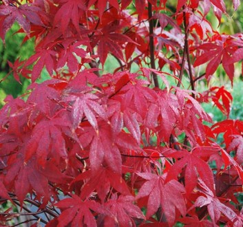 Клен японский Блудгуд (Acer palmatum 'Bloodgood') — популярный сорт японского кл. . фото 7