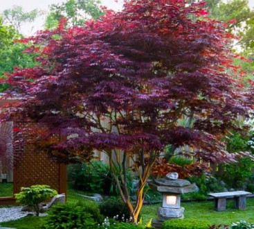 Клен японский Блудгуд (Acer palmatum 'Bloodgood') — популярный сорт японского кл. . фото 5