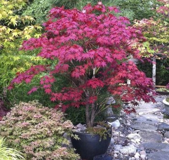 Клен японский Блудгуд (Acer palmatum 'Bloodgood') — популярный сорт японского кл. . фото 3