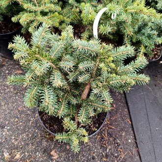 Ель колючая 'Соня' (Picea pungens 'Sonia') – это уникальный карликовый сорт ели . . фото 2