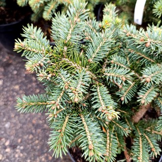 Ель колючая 'Соня' (Picea pungens 'Sonia') – это уникальный карликовый сорт ели . . фото 4