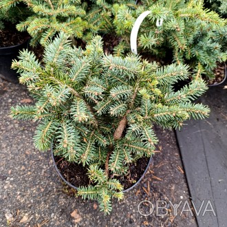 Ель колючая 'Соня' (Picea pungens 'Sonia') – это уникальный карликовый сорт ели . . фото 1