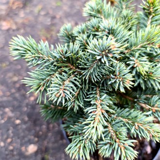 Ель колючая Валдбрун / С2 / d 15-20 / Picea pungens Waldbrunn. Балаклея. фото 1 Ель колючая Валдбрун / С2 / d 15-20 / Picea pungens Waldbrunn. Балаклея. фото 1