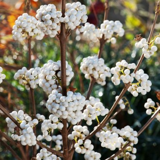 Каликарпа Бодиньера 'Сноуквин' / Callicarpa bodinieri 'Snowqueen'
'Сноуквин' – э. . фото 3