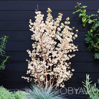 Каликарпа Бодиньера 'Сноуквин' / Callicarpa bodinieri 'Snowqueen'
'Сноуквин' – э. . фото 1