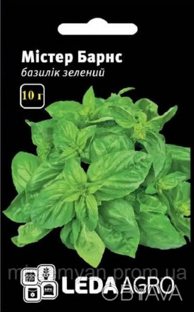 Базилик зеленый Мистер Барнс, Однолетнее травянистое растение в период бутонизац. . фото 1