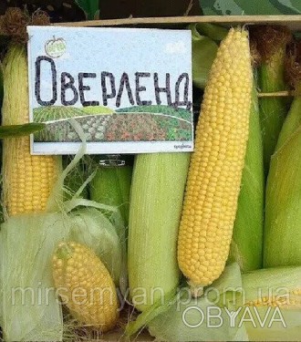 Кукуруз Оверленд F1 1 кг. (Syngenta). . фото 1