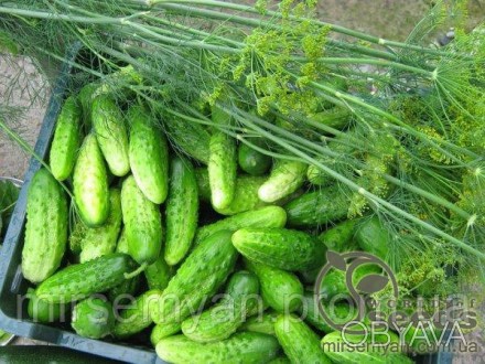 Огурец Нежинский, кг