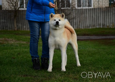 Питомник предлагает плем суку в совладение,  др 19.04.2021.
Условия оговаривютс. . фото 1