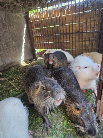 Пропоную  щенків нутрії ( самки, самці разнокровні) від крупних батьків для відг. . фото 5