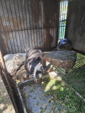 Пропоную  щенків нутрії ( самки, самці разнокровні) від крупних батьків для відг. . фото 7