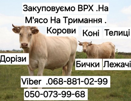 Закуповуємо ВРХ та коні на м'ясо. Київ. фото 1 Закуповуємо ВРХ та коні на м'ясо. Київ. фото 1