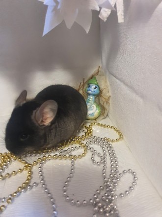 Продам шиншиллят окраса Blake Velvet. Всегда в наличии. Возраст от 2-х месяцев. . . фото 7