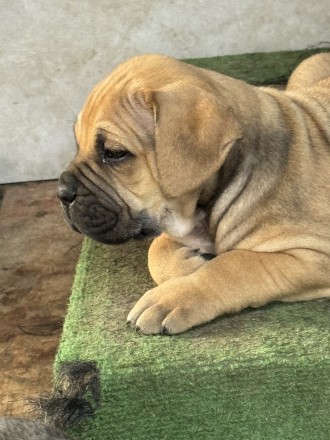 Чудовий хлопчик кане корсо дуже рідкісного окрасу. Відмінний темперамент, чудова. . фото 3