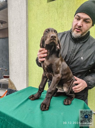 ЦУЦЕНЯТА НІМЕЦЬКОГО КУРЦХААРА від ЧЕМПІОНА народжені в Україні . . фото 9