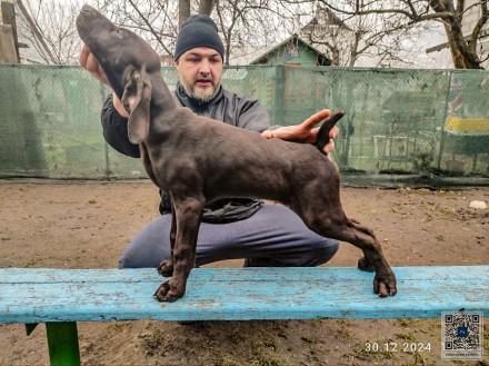 ЦУЦЕНЯТА НІМЕЦЬКОГО КУРЦХААРА від ЧЕМПІОНА народжені в Україні . . фото 4