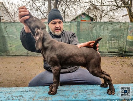 ЦУЦЕНЯТА НІМЕЦЬКОГО КУРЦХААРА від ЧЕМПІОНА народжені в Україні . . фото 5