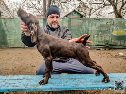 ЦУЦЕНЯТА НІМЕЦЬКОГО КУРЦХААРА від ЧЕМПІОНА народжені в Україні . . фото 3