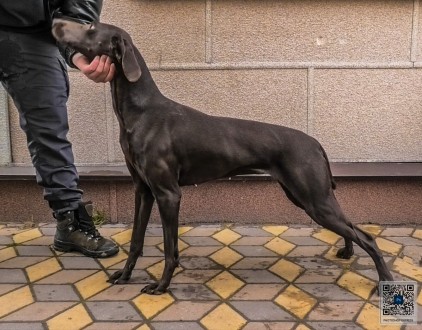 ЦУЦЕНЯТА НІМЕЦЬКОГО КУРЦХААРА від ЧЕМПІОНА народжені в Україні . . фото 13