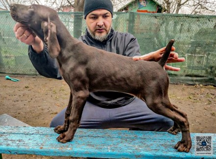 ЦУЦЕНЯТА НІМЕЦЬКОГО КУРЦХААРА від ЧЕМПІОНА народжені в Україні . . фото 2