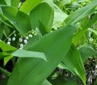 Конвалія майський
Convallaria majalis L.
Збирання 10.05.2021 р. перед цвітінням!. . фото 4