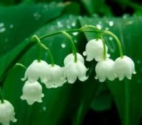 Конвалія майський
Convallaria majalis L.
Збирання 10.05.2021 р. перед цвітінням!. . фото 7