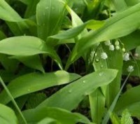 Конвалія майський
Convallaria majalis L.
Збирання 10.05.2021 р. перед цвітінням!. . фото 6