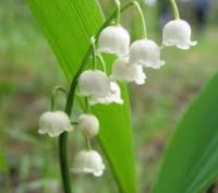 Конвалія майський
Convallaria majalis L.
Збирання 10.05.2021 р. перед цвітінням!. . фото 3