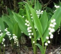 Конвалія майський
Convallaria majalis L.
Збирання 10.05.2021 р. перед цвітінням!. . фото 5