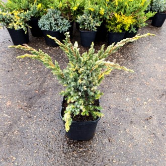Можжевельник Голден Флейм / h 25-30 / Juniperus Golden Flame. Балаклія. фото 1 Можжевельник Голден Флейм / h 25-30 / Juniperus Golden Flame. Балаклія. фото 1