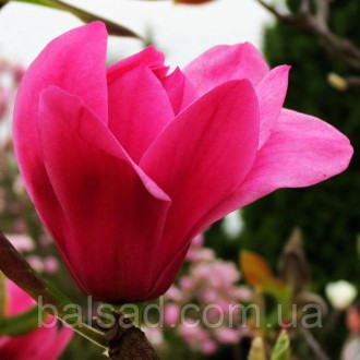 Магнолия Янс Ред / С7,5 / h 120-140 / Magnolia Ian's Red. Балаклея. фото 1 Магнолия Янс Ред / С7,5 / h 120-140 / Magnolia Ian's Red. Балаклея. фото 1