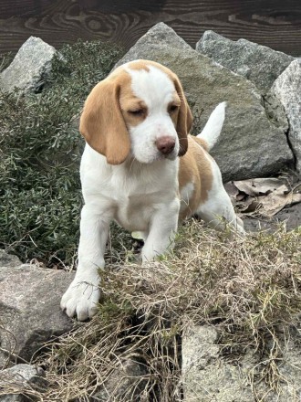 Продаж чудових цуценят Beagle.. Кременчуг. фото 1 Продаж чудових цуценят Beagle.. Кременчуг. фото 1