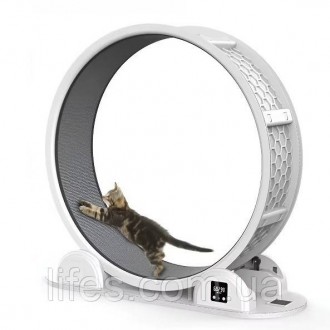 Беговое колесо для котов CutePet R04 XL с одометром для средних и крупных пор. Одеса. фото 1 Беговое колесо для котов CutePet R04 XL с одометром для средних и крупных пор. Одеса. фото 1