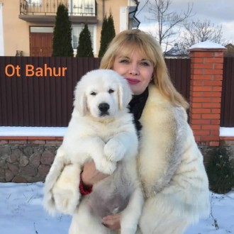 Щенки золотистого ретривера Ot Bahur. Киев. фото 1 Щенки золотистого ретривера Ot Bahur. Киев. фото 1