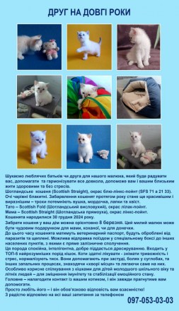 Шотландське породне кошеня.паспорт.вакцинація.. Дніпро. фото 1 Шотландське породне кошеня.паспорт.вакцинація.. Дніпро. фото 1